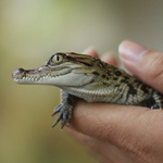 A nap képe: sziámi krokodil született Laoszban