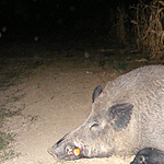 Fotó: gigantikus vadkant lőttek Baranyában