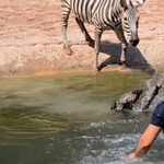 Születése után rögtön majdnem belefulladt a tóba a kiszebra, gondozók mentették ki – videó