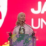 Jane Goodall őshonos fákat ültetett a Sas-hegyen