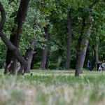 Véget vet a Népligetben parkolgatásnak a BKK