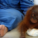 Megdöbbentő videó egy háziállatként tartott, traumatizált orangutánbébiről