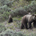 Nincs veszélyben Maci Laci, nem engedik a grizzlyvadászatot a Yellowstone Parkban