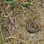 Rengeteg vipera született a Kiskunságban