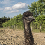 Emu rohangált az úton Csepelen – videó