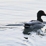 Nyíllal átlőtt fejű kacsa úszkált a Balatonban
