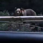 Videón, ahogy három medve sétál a Nógrád megyei Cered közelében