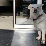 Napokig várta a kórház előtt a gazdáját egy kutya Törökországban