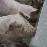 Vegán fesztivál helyszíne előtt rágcsált nyers disznófejet egy férfi