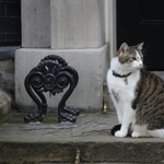 Macska a Downing Streeten: tíz éve lépett hivatalba Larry, a miniszterelnökségi főegerész