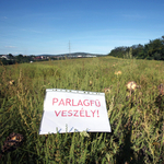 Jó hír az allergiásoknak: enyhébb az idei tavaszi pollenszezon a tavalyinál