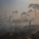 WWF: Az életmódunkat is meg kell változtatni, hogy megakadályozzuk fajok kihalását