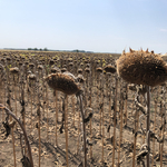 Példátlan hőhullámokra készülhetünk: az El Niño visszatérését jósolják idénre