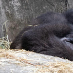 Hat nappal születése után meghalt a gorillacsecsemő a New Orleans-i állatkertben