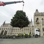 Az EU csak a földlabdás karácsonyfákat támogatná, de a magyar kormány közbelép