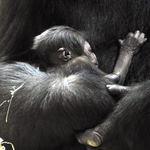 Itt vannak az első képek a fővárosi állatkert újszülött gorillájáról