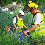 Még mindig okozhat gondot a parlagfű allergia