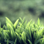 Mai háttérkép: beautiful green grass