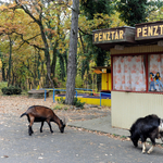 Lakat kerül a pécsi vidámparkra