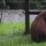 Feladta magát a férfi, akinek cigarettáját egy orangután szívta el