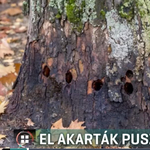 Gázolajjal akartak elpusztítani egy védett platánt Demecseren