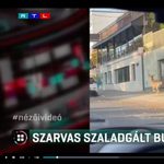 Szarvas szaladgált a Pusztaszeri úton – videó