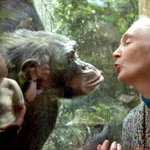 Aki megkérdőjelezte az ember különlegességét a világban: Jane Goodall 90 éves 