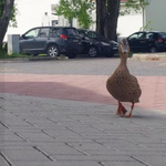 Csatornába esett egy oroszlányi kacsacsalád, tűzoltók segítettek rajtuk – videó