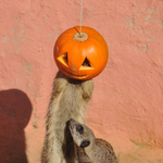 A nap képsorozata: szurikáták falatoznak Halloween töklámpásból