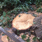 A polgármester ígérete ellenére vágják ki a fákat Kőbányán
