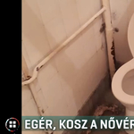 Egér esett a fejére a nővérszállón – borzasztó állapotokról beszél egy egészségügyi dolgozó