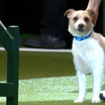 Olly, a terrier teljesen alkalmatlan a versenyzésre, mégis mindenki imádja őt