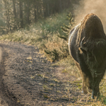 Bölény öklelt fel egy férfit a Yellowstone Nemzeti Parkban