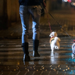 Kutya póráz nélkül? Brutális összegű büntetést is könnyen össze lehet szedni