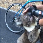 Kerékpárostól kunyerált inni a kiszáradt koala – videó