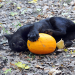 A nap képe: jaguárkölyök a Szegedi Vadasparkban Halloween-tökkel játszik