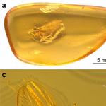 35 000 000 éves ősi rovart találtak egy borostyánba zárva, alaposabban is megvizsgálták