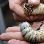 Gigantikus lárvákat mutattak be az állatkertben - fotó