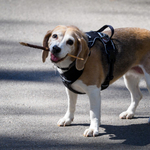 Négyezer beagle-t akart kísérleti kutyának használni egy amerikai cég, otthont keresnek nekik