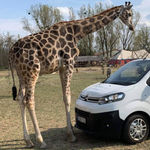 Május 1-én megnyílik az első magyar autós szafaripark