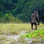 18+: Először dokumentáltak gorillák elleni halálos csimpánztámadást