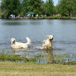 Kutyával a Balatonon