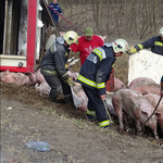 Malacok borultak az 55-ös útra egy balesetben - fotók