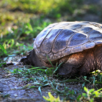 Újabb aligátorteknős riogat Pest megyében