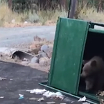 Ha bármikor medvebocsokat találna a kukában, így szabadítsa ki őket - videó