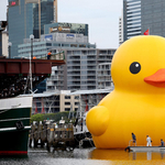 Fotók: óriás gumikacsa sokkolta Sydneyt