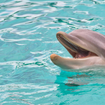 Szexéhes delfin terrorizálja a japán strandolókat