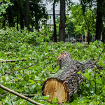 Csak egy év múlva lesznek végleges tervek a Városligetre