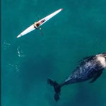 Egy kíváncsi bálna szegődött a kajakos nyomába Sydney partjainál – videó