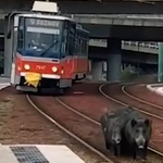 A sínen sétálgató vaddisznócsalád miatt állt a villamosközlekedés Pozsonyban - videó